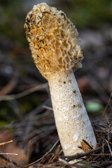 Phallus impudicus. Mushroom in its natural environment.
