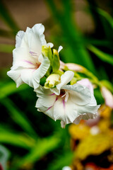 Jolis lys en gros plan en été.