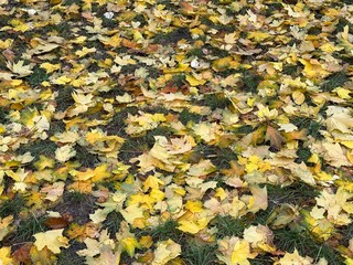 Yellow autumn leaves cover green grass. Autumn maple leaves on the ground