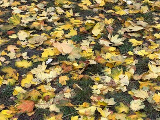 Yellow autumn leaves cover green grass. Autumn maple leaves on the ground