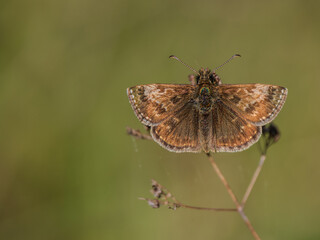 Dingy Skipper Buttterfly Resting Wing Open