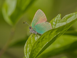 Green Hairstreak Butterfly on a Leaf
