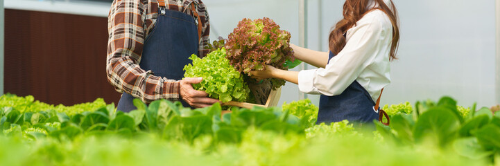 Young couple farmers picking fresh salad vegetable into basket box in greenhouse of hydroponic farm - obrazy, fototapety, plakaty