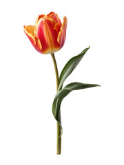 one orange tulip isolated on transparent background. generative ai