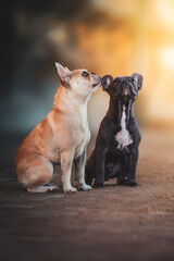 French bulldogs puppies at the beach