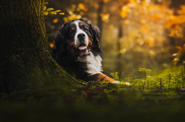 Bernese mountain dog at forest - obrazy, fototapety, plakaty