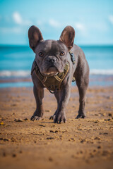 French bulldog puppy at the beach © WIQHA Photography