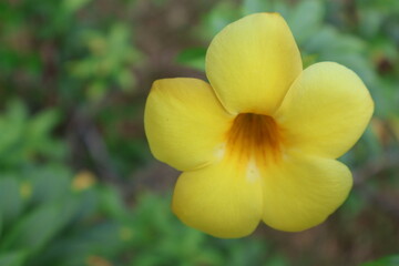 yellow and white orchid