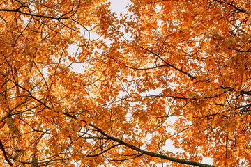 In the morning, view from below, branches, leaves in summer time.