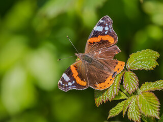 Red Admiral Butterlfy Resting with its Wings Open