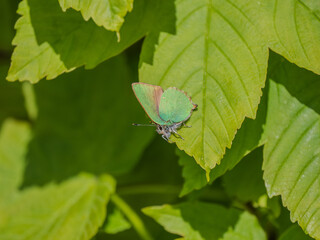 Obraz premium Green Hairstreak Butterfly on a Leaf