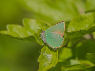 Green Hairstreak Butterfly on a Leaf