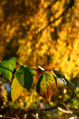 Beautiful maple leaves in autumn sunny day in foreground and blurry background.