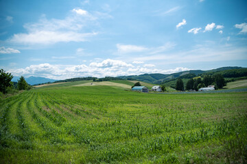 Fototapeta na wymiar Scenic Farmland Landscape in Summer