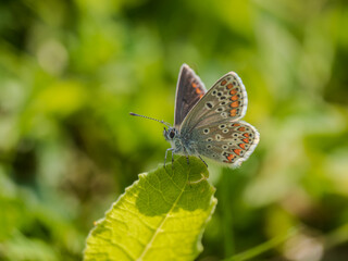 Brown Argus Butterfly on a Leaf