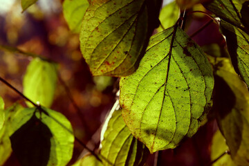 Beautiful maple leaves in autumn sunny day in foreground and blurry background.