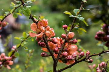 wet flowers in the rain