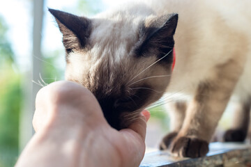 cat eats from hand