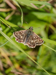 Grizzled Skipper Butterfly on Grass