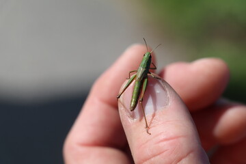 hand of a caucasian male holding a small green grasshopper