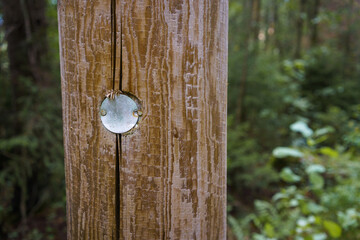 Round metallic identification tag on a power pole