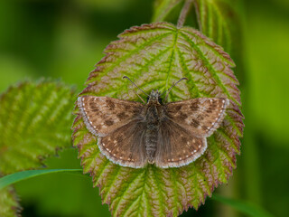 Dingy Skipper Buttterfly Resting Wing Open
