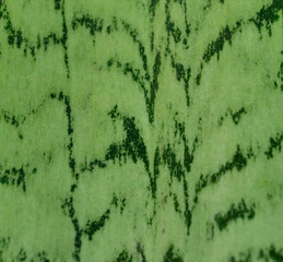 Closeup of the leaf surface of mother-in-law's tongue or Saint George's sword. Green with dark...