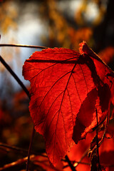 Beautiful maple leaves in autumn sunny day in foreground and blurry background.
