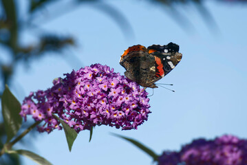 Red admiral butterfly (Vanessa Atalanta) perched on summer lilac in Zurich, Switzerland