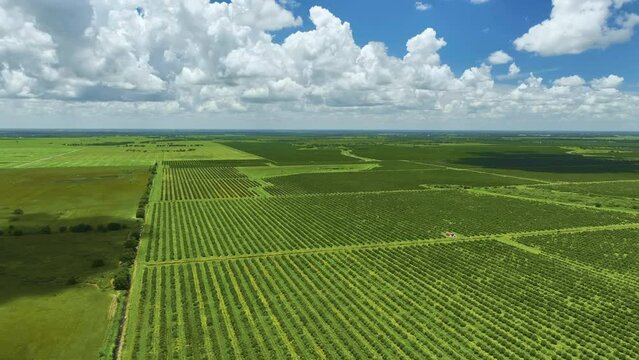 Aerial view of Florida farmlands with rows of orange grove trees growing on a sunny day
