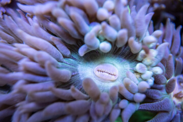 coral of macrophotography