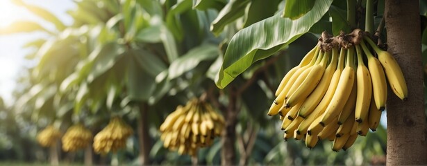 Close up of banana plants on a banana plantation. Generative AI. - obrazy, fototapety, plakaty