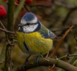 yellow wagtail on a branch