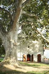 Old plane tree near the church in the park in Serbia 
