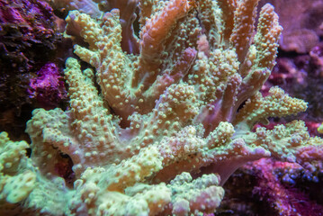 coral of macrophotography