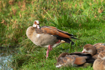 An adult Nile goose (Alopochen aegyptiaca) rests in a meadow next to goslings