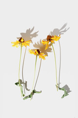 Floral Autumn composition dried yellow flowers Cosmos at sunlight on white background. Autumn, fall concept, season nature still life, dry blooming flowers casting shadows, minimal flat lay