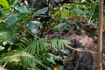 Baby Monkey Clinging to Tree Leaves in Ubud's Monkey Forest