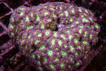 coral of macrophotography