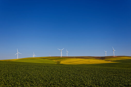 A beautiful landscape showing farmland planted with Canola near Caledon, Western Cape, South Africa. There are wind turbines on the horizon.
