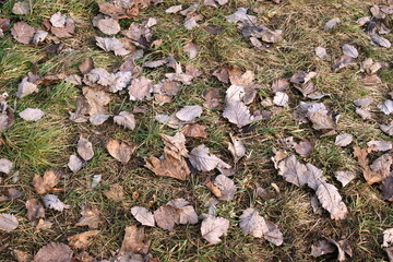 Swedish rowan , withered leaves on the lawn - February winter with little snowfall, warning - the snow has recently melted