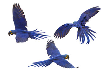 Set of Hyacinth macaw flying isolated on transparent background png file