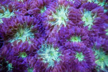 coral of macrophotography