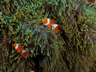 Naklejka na ściany i meble Pair of False clown anemonefish in anemone Boracay Island Philippines