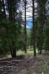 Forest on the route