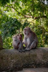 Naklejka na ściany i meble Mother and Child Monkey Amidst Nature's Embrace
