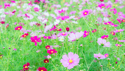 Obraz na płótnie Canvas 佐倉のコスモス畑に咲く花