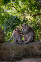 A Mother's Touch: Tender Moment as Mother Monkey Caresses Her Child