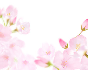 pink cherry blossom on a white background 