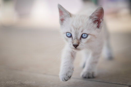 Gatto